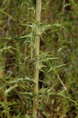 APII jpeg image of Carthamus lanatus  © contact APII