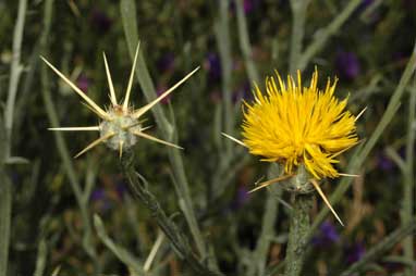 APII jpeg image of Centaurea solstitialis  © contact APII