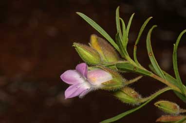 APII jpeg image of Eremophila goodwinii subsp. goodwinii  © contact APII