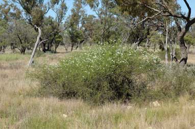 APII jpeg image of Eremophila polyclada  © contact APII