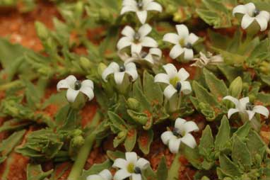 APII jpeg image of Lobelia darlingensis  © contact APII