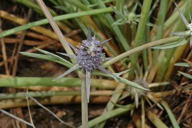 APII jpeg image of Eryngium paludosum  © contact APII