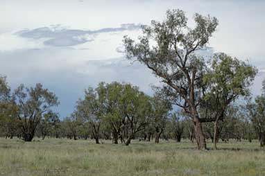 APII jpeg image of Eucalyptus coolabah  © contact APII