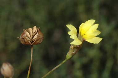 APII jpeg image of Goodenia fascicularis  © contact APII