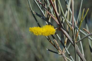 APII jpeg image of Acacia brachystachya  © contact APII