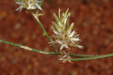 APII jpeg image of Ptilotus modestus  © contact APII