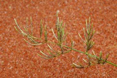 APII jpeg image of Eragrostis dielsii  © contact APII