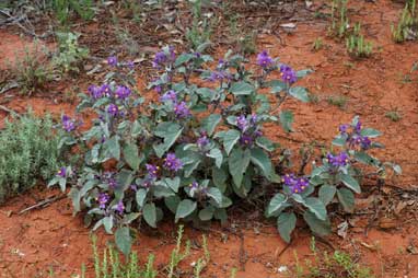 APII jpeg image of Solanum ellipticum  © contact APII