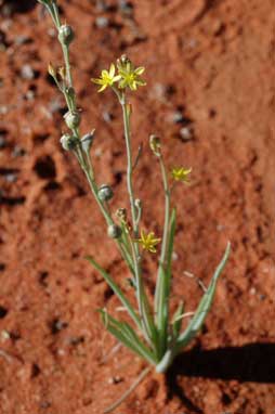 APII jpeg image of Bulbine alata  © contact APII