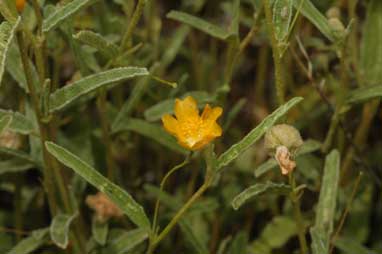 APII jpeg image of Sida goniocarpa  © contact APII