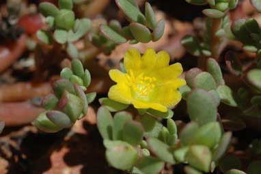 APII jpeg image of Portulaca oleracea  © contact APII