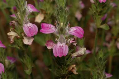 APII jpeg image of Rostellularia adscendens  © contact APII