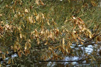 APII jpeg image of Acacia aneura var. tenuis  © contact APII