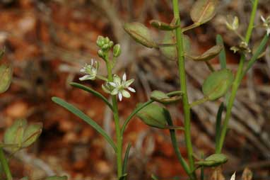 APII jpeg image of Lepidium phlebopetalum  © contact APII