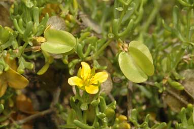 APII jpeg image of Zygophyllum aurantiacum subsp. aurantiacum  © contact APII