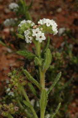 APII jpeg image of Heliotropium asperrimum  © contact APII