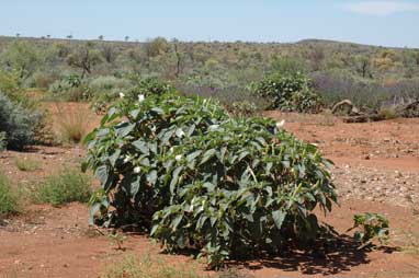 APII jpeg image of Datura inoxia  © contact APII