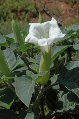 APII jpeg image of Datura inoxia  © contact APII