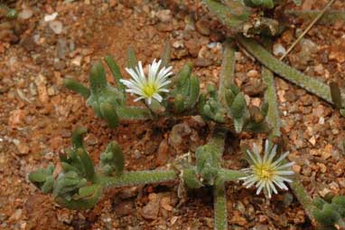 APII jpeg image of Mesembryanthemum nodiflorum  © contact APII