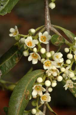 APII jpeg image of Flindersia maculosa  © contact APII