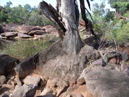 APII jpeg image of Eucalyptus camaldulensis  © contact APII