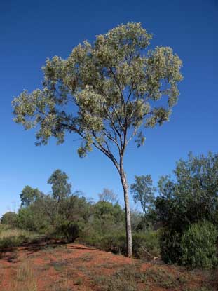 APII jpeg image of Flindersia maculosa  © contact APII