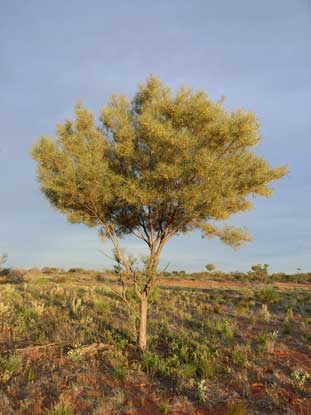 APII jpeg image of Acacia aneura  © contact APII