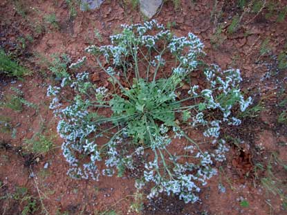 APII jpeg image of Limonium lobatum  © contact APII