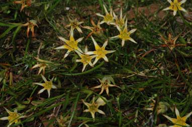 APII jpeg image of Conostylis seorsiflora subsp. seorsiflora  © contact APII