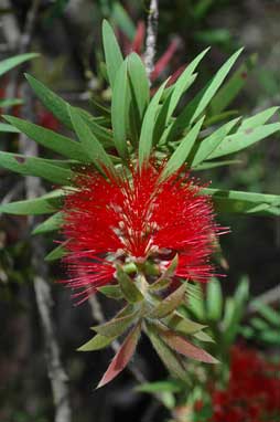 APII jpeg image of Melaleuca montana  © contact APII