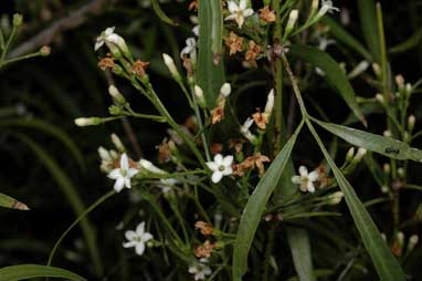 APII jpeg image of Jasminum didymum subsp. lineare  © contact APII