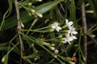 APII jpeg image of Jasminum didymum subsp. lineare  © contact APII