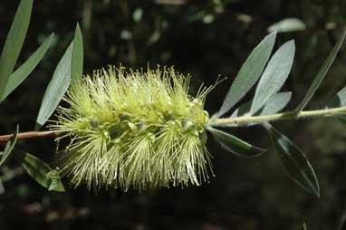 APII jpeg image of Melaleuca flavovirens  © contact APII