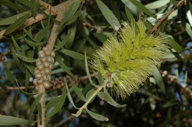 APII jpeg image of Melaleuca flavovirens  © contact APII