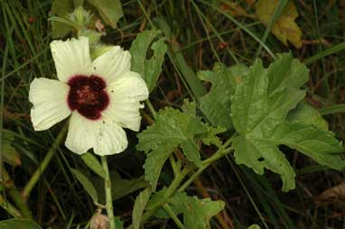 APII jpeg image of Hibiscus diversifolius subsp. diversifolius  © contact APII