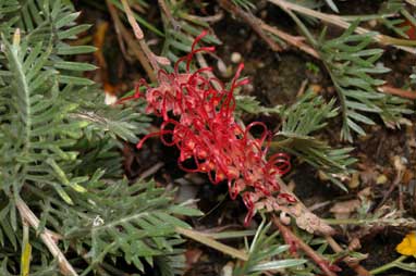 APII jpeg image of Grevillea 'Pick O'The Crop'  © contact APII