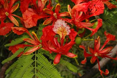 APII jpeg image of Delonix regia  © contact APII