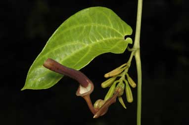 APII jpeg image of Aristolochia acuminata  © contact APII