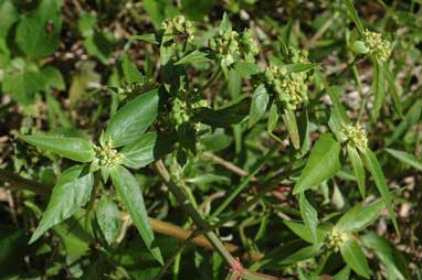 APII jpeg image of Euphorbia heterophylla  © contact APII