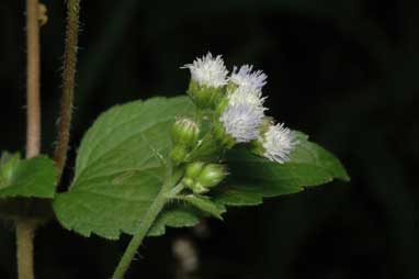 APII jpeg image of Ageratum conyzoides subsp. conyzoides  © contact APII