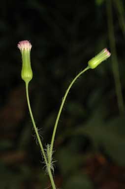 APII jpeg image of Emilia sonchifolia var. sonchifolia  © contact APII