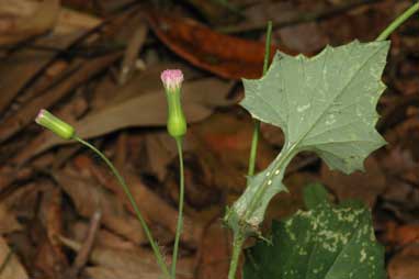 APII jpeg image of Emilia sonchifolia var. sonchifolia  © contact APII