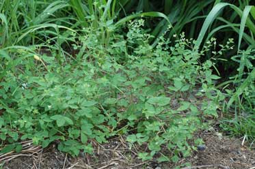 APII jpeg image of Cleome aculeata  © contact APII