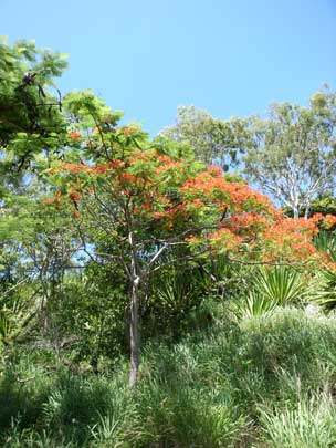 APII jpeg image of Delonix regia  © contact APII