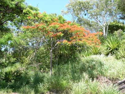 APII jpeg image of Delonix regia  © contact APII