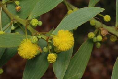 APII jpeg image of Acacia complanata  © contact APII