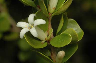 APII jpeg image of Pittosporum spinescens  © contact APII