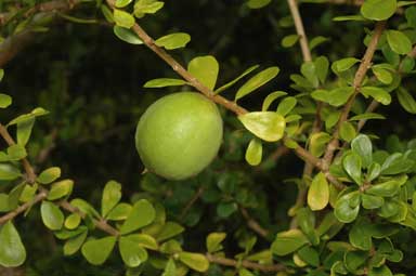 APII jpeg image of Pittosporum spinescens  © contact APII