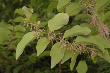 APII jpeg image of Phyllanthus cuscutiflorus  © contact APII