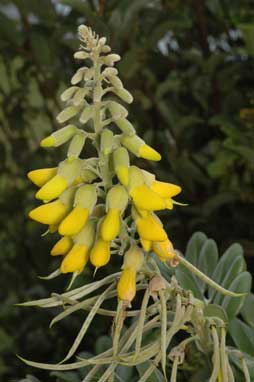 APII jpeg image of Sophora tomentosa subsp. australis  © contact APII